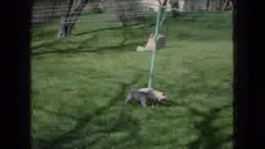Ohio USA (1966): Pug Pees On Clothesline Post While His Fluffy Friend Runs In
