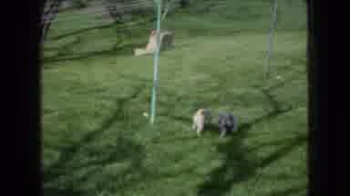 Ohio USA (1966): Two Dogs Playing In A Yard
