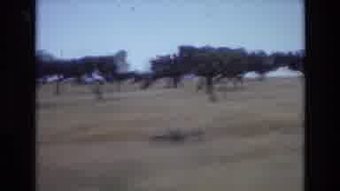 Portugal (1972): Background Trees Captured While Driving On A Safari