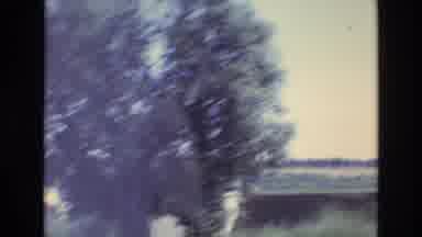 Portugal (1972): Peacock Free To The Zoo On Zoo Grounds