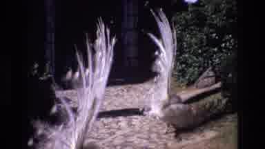 Portugal (1972): Peacock Showing Feathers Walking Around