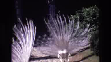 Portugal (1972): Peacock In The Wild