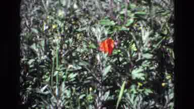 PORTUGAL-1972: Red Flower In Green Foliage