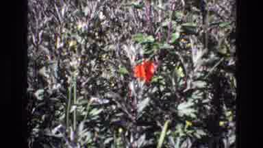 Portugal (1972): A View Of An Amazing Red Flower As ItâS Opening Its Pedals For