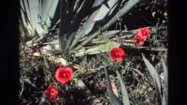 Portugal (1972): Flowers And Garden