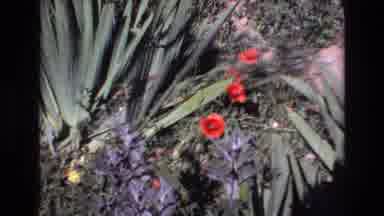 PORTUGAL-1972: Tranquil Garden with Red Poppies and Agave Plants