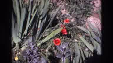 PORTUGAL-1972: Red Flowers Near Green Plants