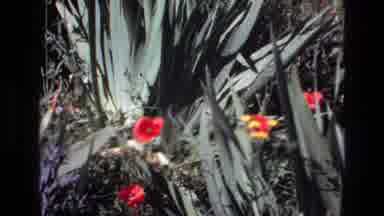 PORTUGAL-1972: Garden Of Vibrant Plants And Stone Building