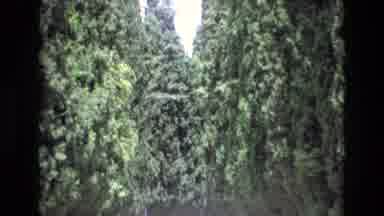 Spain (1972): The Height Of The Pine Trees Was Phenomenal
