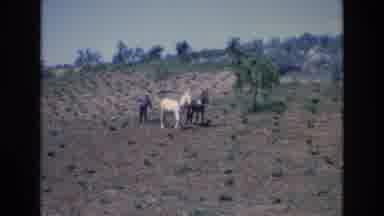 Spain (1972): Man In Field With Two Horses