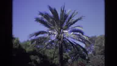 Spain (1972): Group Takes Cover Under Shade Of A Palm Tree On Hot Day