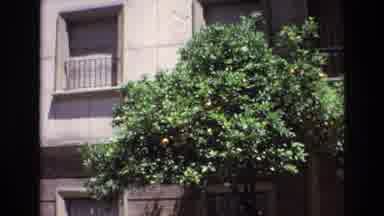 Spain (1972): Tree Full Of Fruits Near One Old Building