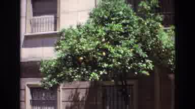 Spain (1972): A Tree Dancing With The Wind