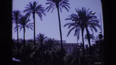 Spain (1972): Building Partially Obscured By Tall Palms Trees And Bushes