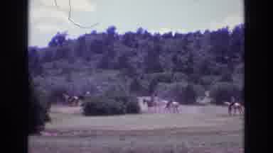 Colorado USA (1973): A Caravan Of Horses Some With Riders On Them Walking By A
