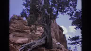 Colorado USA (1973): Tree Outside Free Grounds Showing On Mountainside