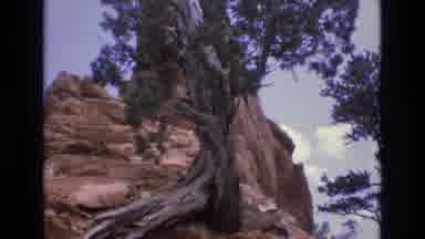Colorado USA (1973): The Majestic Trees