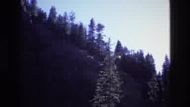 Colorado USA (1973): Pine Trees In Mountain Valley In Dawn/Dusk