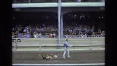 COLORADO SPRINGS COLORADO USA .-1973: Man Walks Past Struggling Roped Cow To