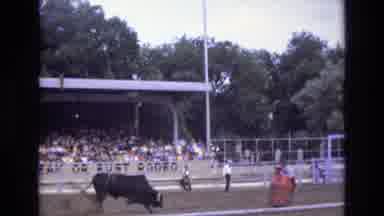 COLORADO SPRINGS COLORADO USA .-1973: Man Trying Controlling Bullock People