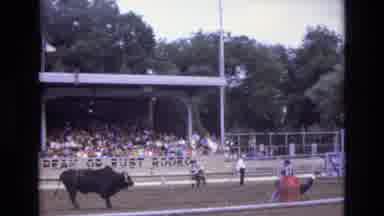 COLORADO SPRINGS COLORADO USA .-1973: Bull Chasing Jockeys At A Rodeo