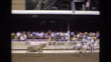 COLORADO SPRINGS COLORADO USA .-1973: Multiple People Spectating Rodeo With Bull