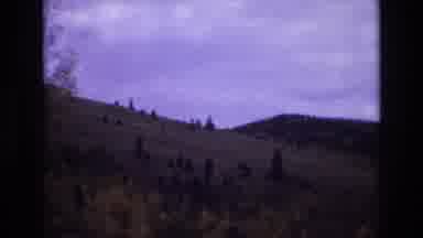 COLORADO SPRINGS COLORADO USA .-1973: Trees On A Hill