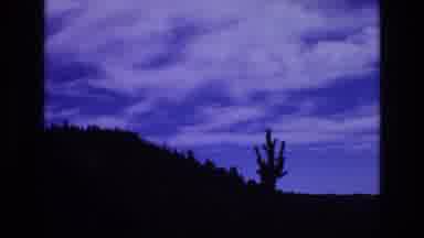 COLORADO SPRINGS COLORADO USA .-1973: A Landscape View Of Several Trees At The