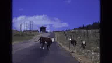 COLORADO SPRINGS COLORADO USA .-1973: Cow Blocks The Road