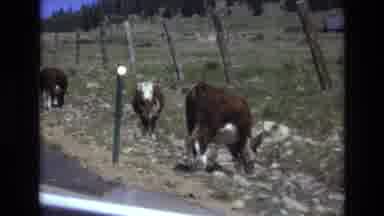 COLORADO SPRINGS COLORADO USA .-1973: Cows Grazing By The Roadside In The Valley
