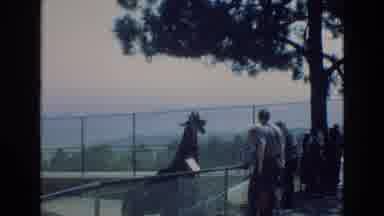 COLORADO SPRINGS COLORADO USA .-1973: Big Giraffe Roaming In The Zoo With Their