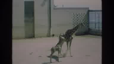 COLORADO SPRINGS COLORADO USA .-1973: Giraffes In The Zoo Enclosure And A Zoo