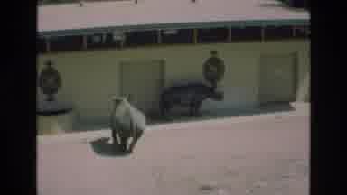 COLORADO SPRINGS COLORADO USA .-1973: Rhino At The Zoo