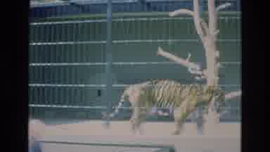COLORADO SPRINGS COLORADO USA .-1973: Tiger Prowls Around In Cage At The Zoo