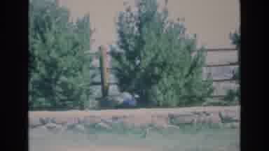 COLORADO SPRINGS COLORADO USA .-1973: Tiger Prowls In Cage And Peacock Bird Sits