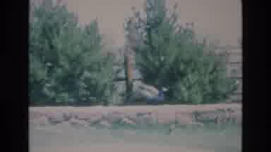 COLORADO SPRINGS COLORADO USA .-1973: Wild Bears Walking Around Large Boulders
