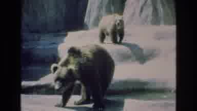 COLORADO SPRINGS COLORADO USA .-1973: Grizzly Bears Behave Curiously Near River