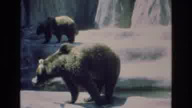 COLORADO SPRINGS COLORADO USA .-1973: Grizzly Bears And A Polar Bear Bask In The