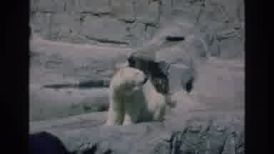 COLORADO SPRINGS COLORADO USA .-1973: A Polar Bear Hanging Out And Looking
