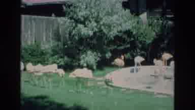 COLORADO SPRINGS COLORADO USA .-1973: My Backyard Full Of Flamingos Sunbathing