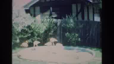 COLORADO SPRINGS COLORADO USA .-1973: Phoenicians Chileans Eating In Pond Calmly