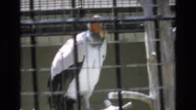 COLORADO SPRINGS COLORADO USA .-1973: Large Wild Bird Showing Colorful Beak