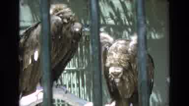 COLORADO SPRINGS COLORADO USA .-1973: 2 Birds In A Cage On A Tree Hanging Out