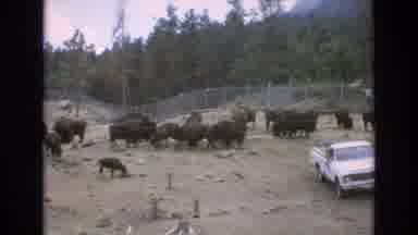 COLORADO SPRINGS COLORADO USA .-1973: Herd Of Animals Grazing In The Field