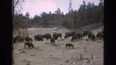 COLORADO SPRINGS COLORADO USA .-1973: Buffalo In Fenced-In Field Also Free In