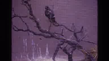 New Mexico USA (1973): Small Bird In A Cage Look Out Over A Desert