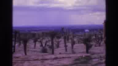 New Mexico USA (1973): Deserted Island With Small Palm Trees