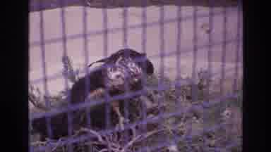 New Mexico USA (1973): Bird Roams For Food In Midwest Near Fence