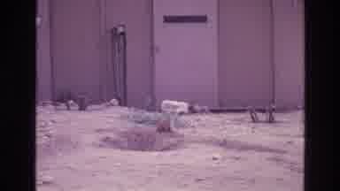 New Mexico USA (1973): Feral Cat Aware Of Its Surroundings Notices The Coast Is