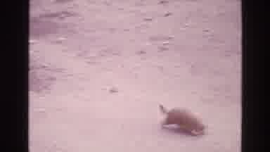 New Mexico USA (1973): Prairie Dogs Explore And Keep Watch In The Wilderness